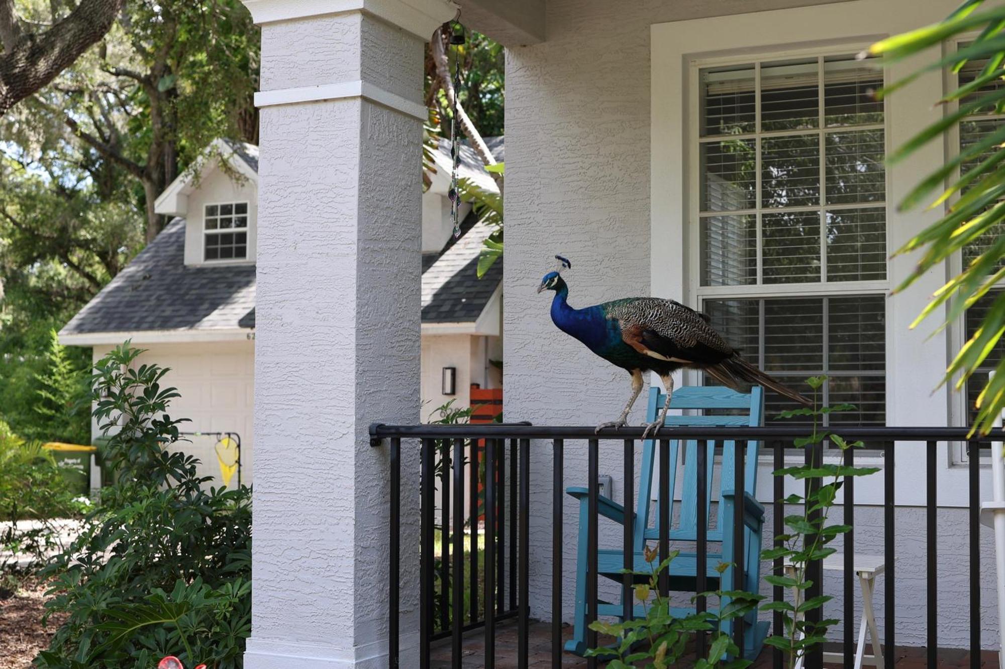 Key West Style-Livin' Vila Sarasota Exterior foto